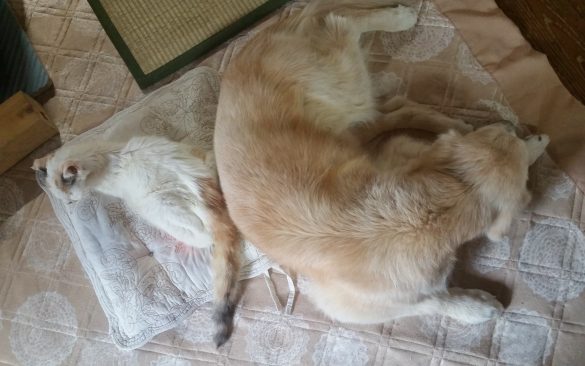 眠るケフィとでん