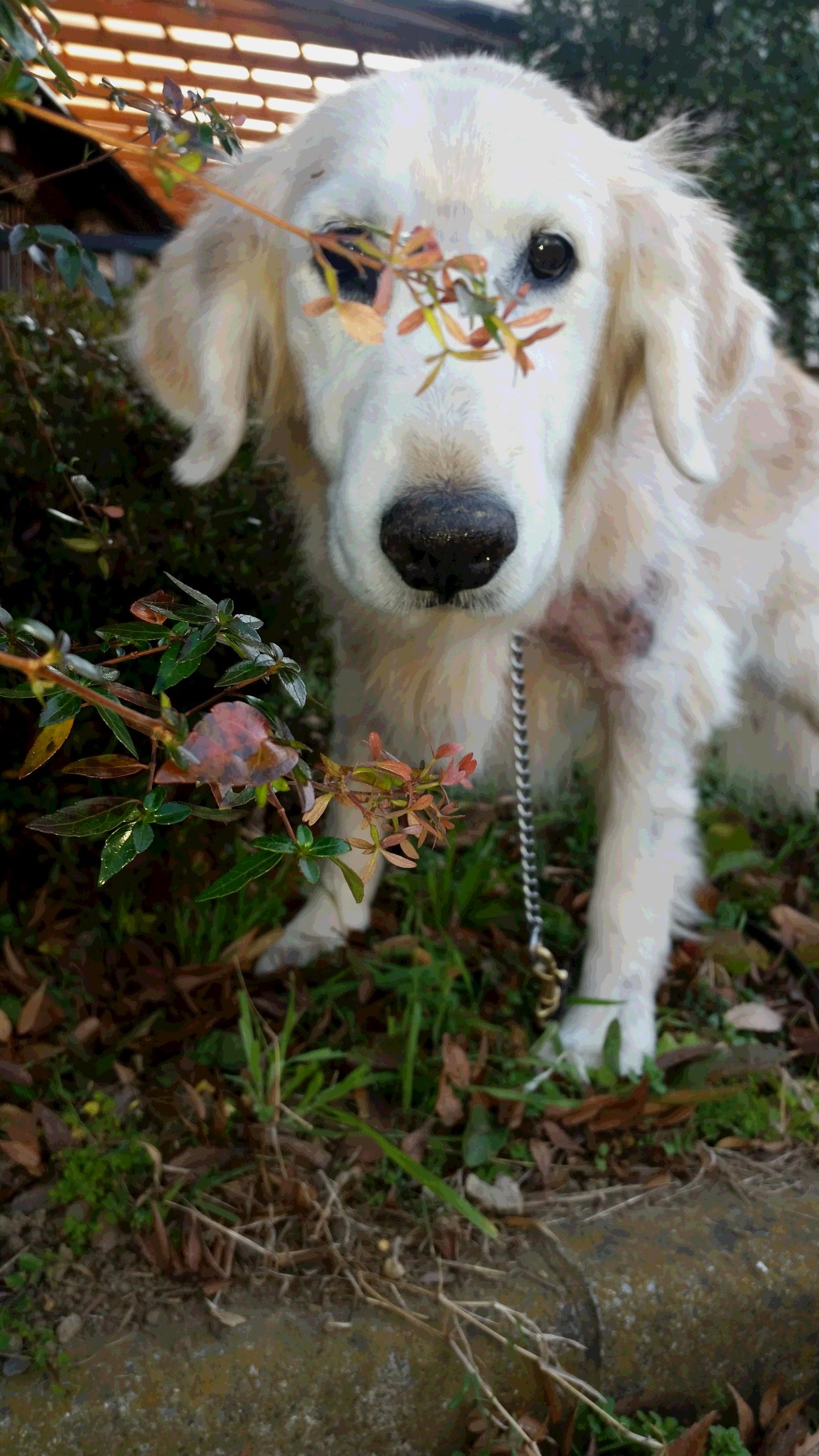 心タンポナーデを乗り越えたケフィ