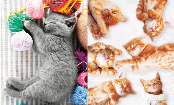 『ニャンとも目がよくなるネコの写真』より