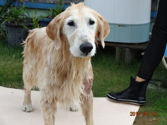 海から上がって洗い立てのケフィ