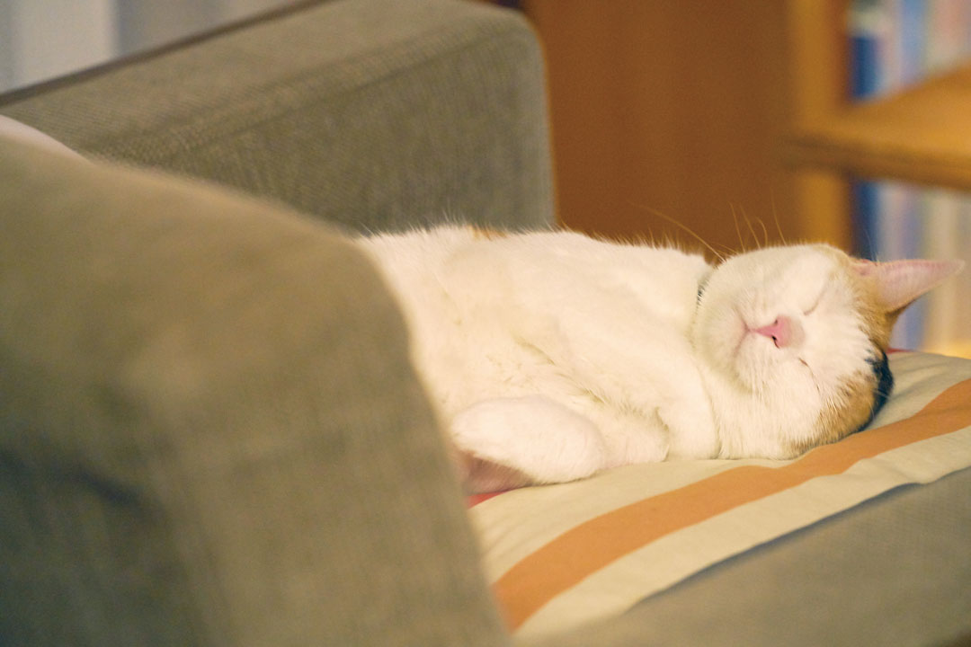 『旅猫リポート』より