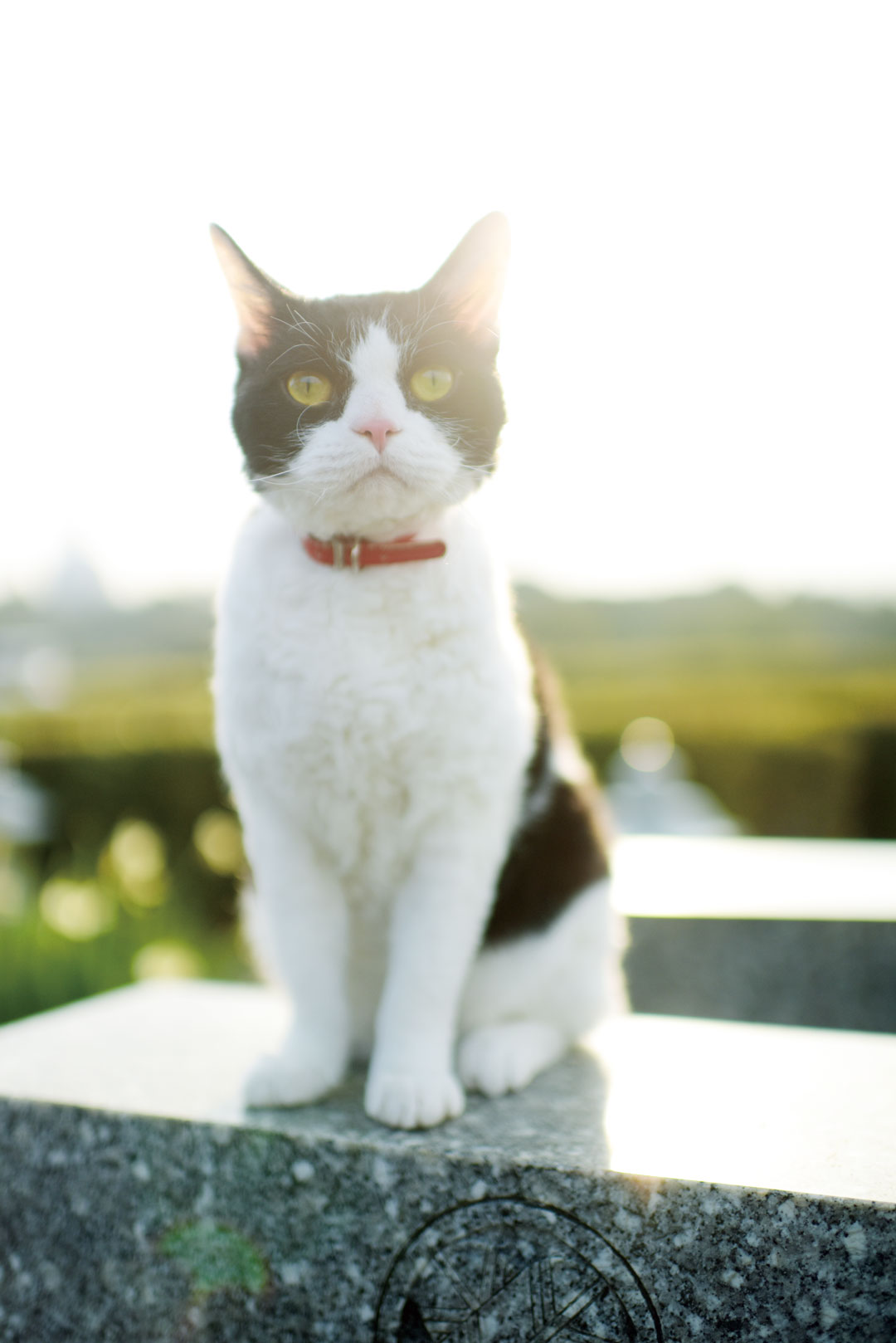 『旅猫リポート』より