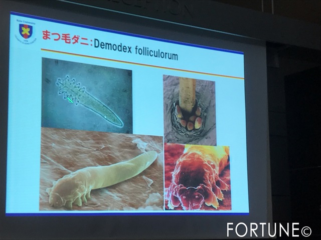 ふぉーちゅん・アイシャンプー