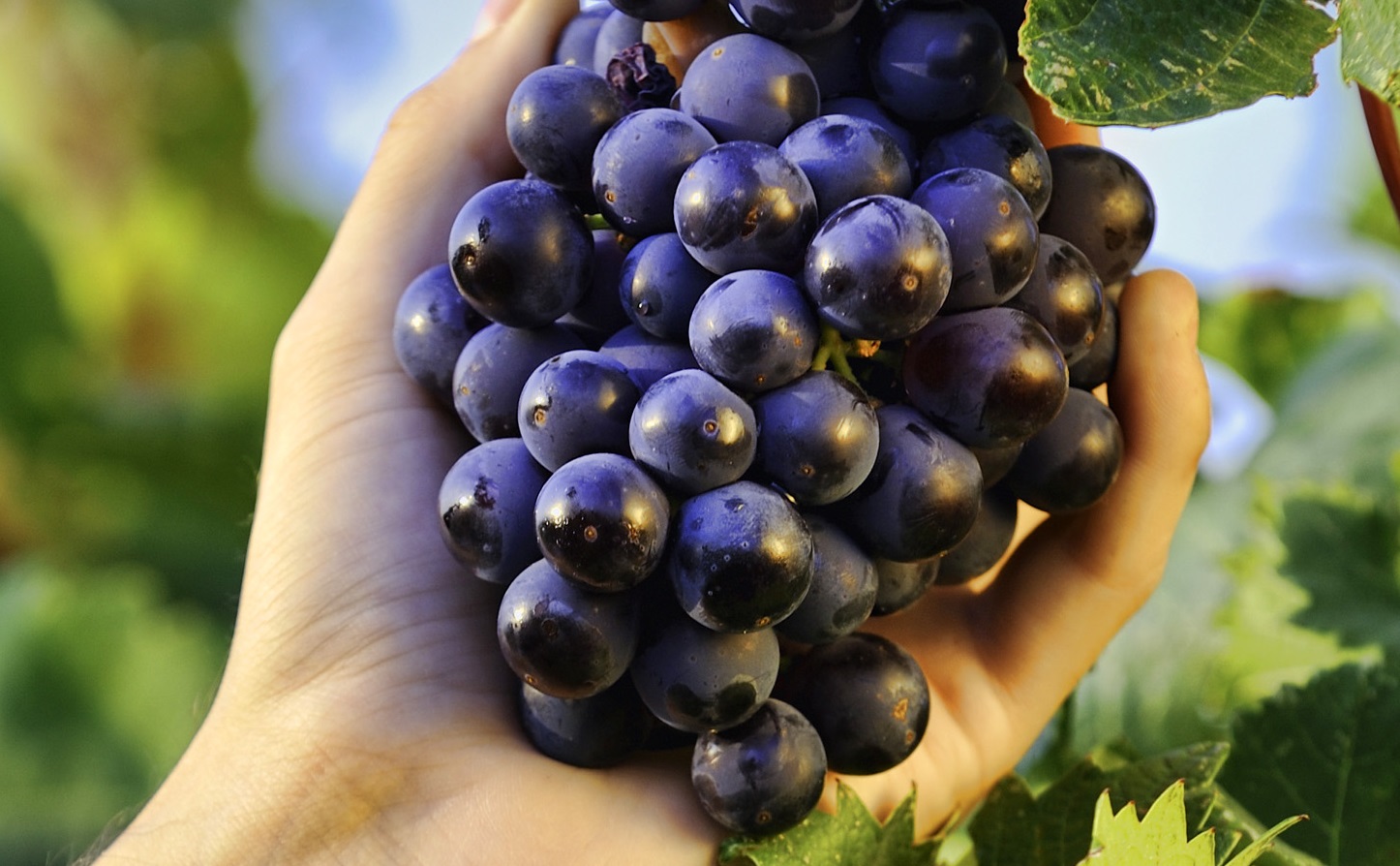 ナマケモノワインに使われるぶどう