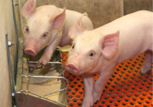 蔵尾ポーク公式サイトより　