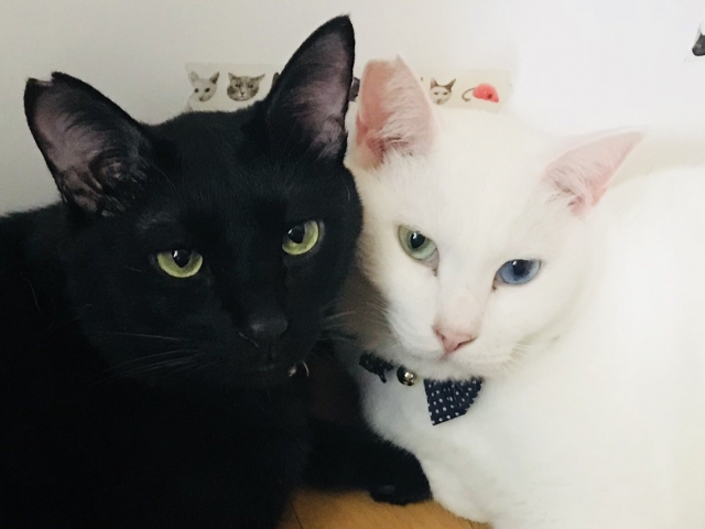 白猫黒猫