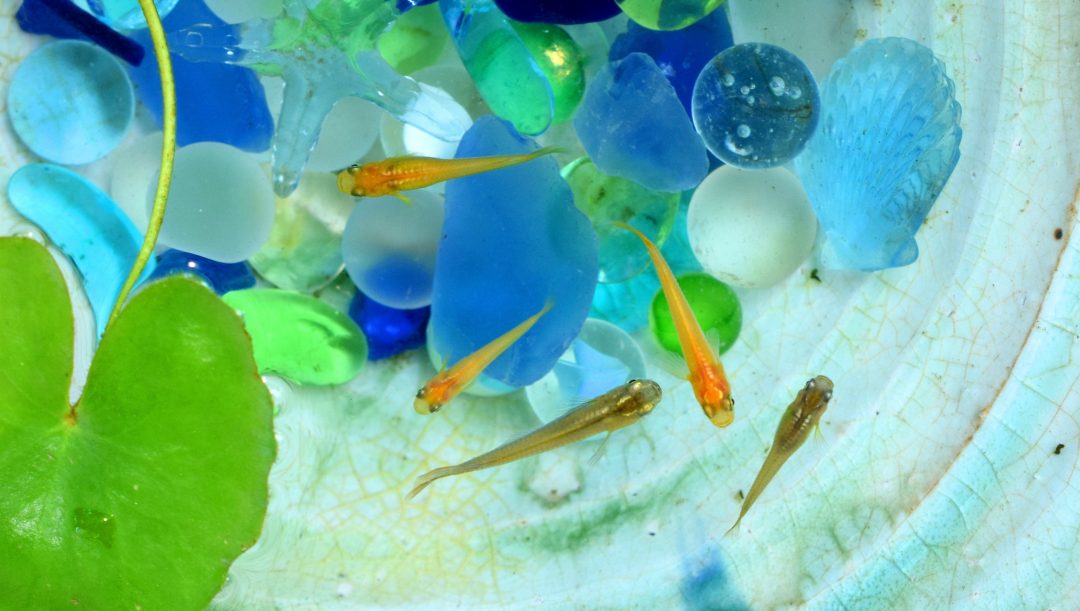 泳ぐメダカ、夏の涼しい風景