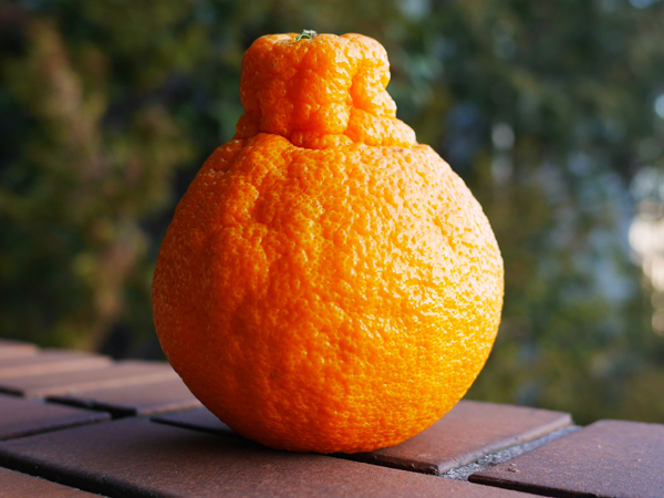 不知火(デコポン)