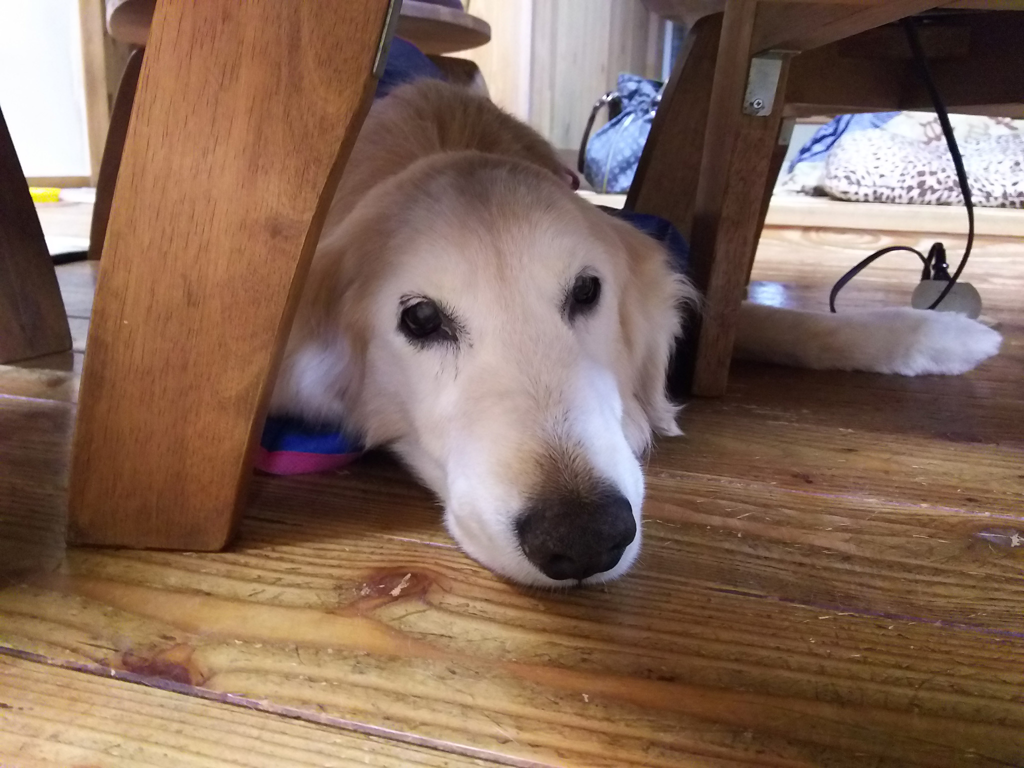 ゴールデン・レトリーバー「ケフィ」