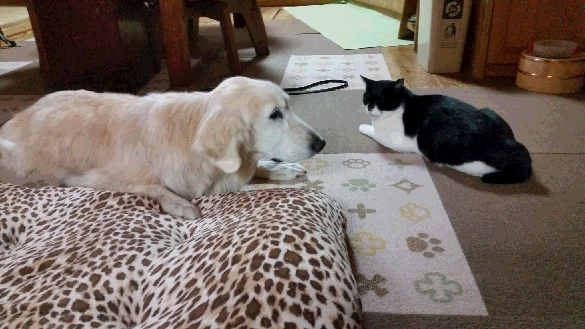 ゴールデン・レトリーバー「ケフィ」と猫のタリ