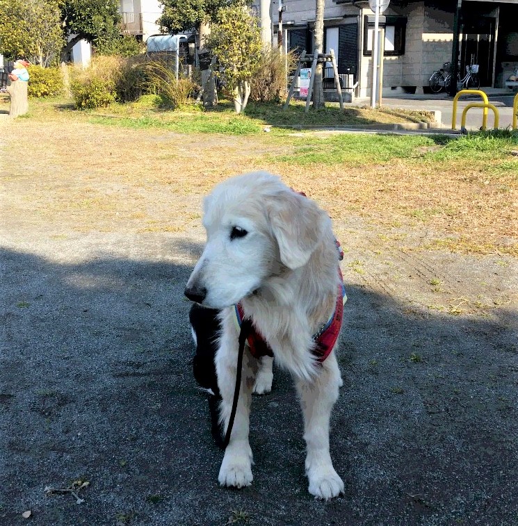 介護ベストを着たケフィ