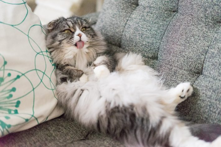 梅雨太り行動３　日中にゴロゴロ・ダラダラしている