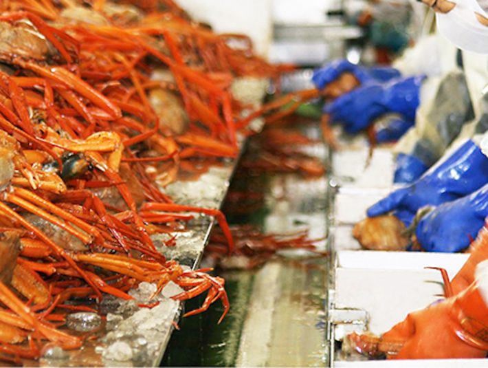 水揚げ量日本一を誇る、地元境港市で獲れた「紅ずわいがに」を使用