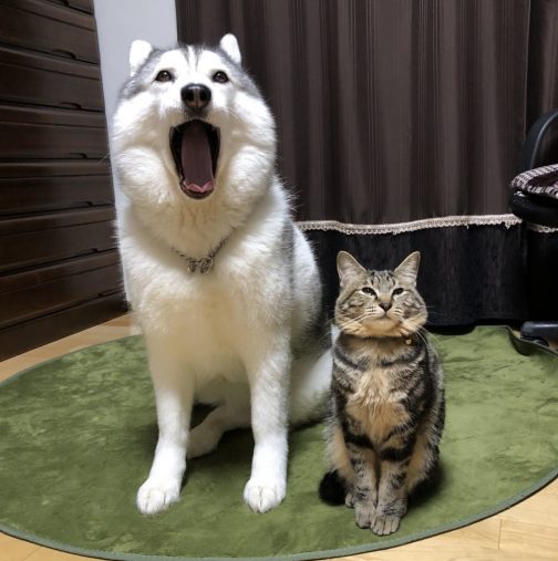 『バズにゃん』シルビアちゃんとイサムくん／ハマジさん3