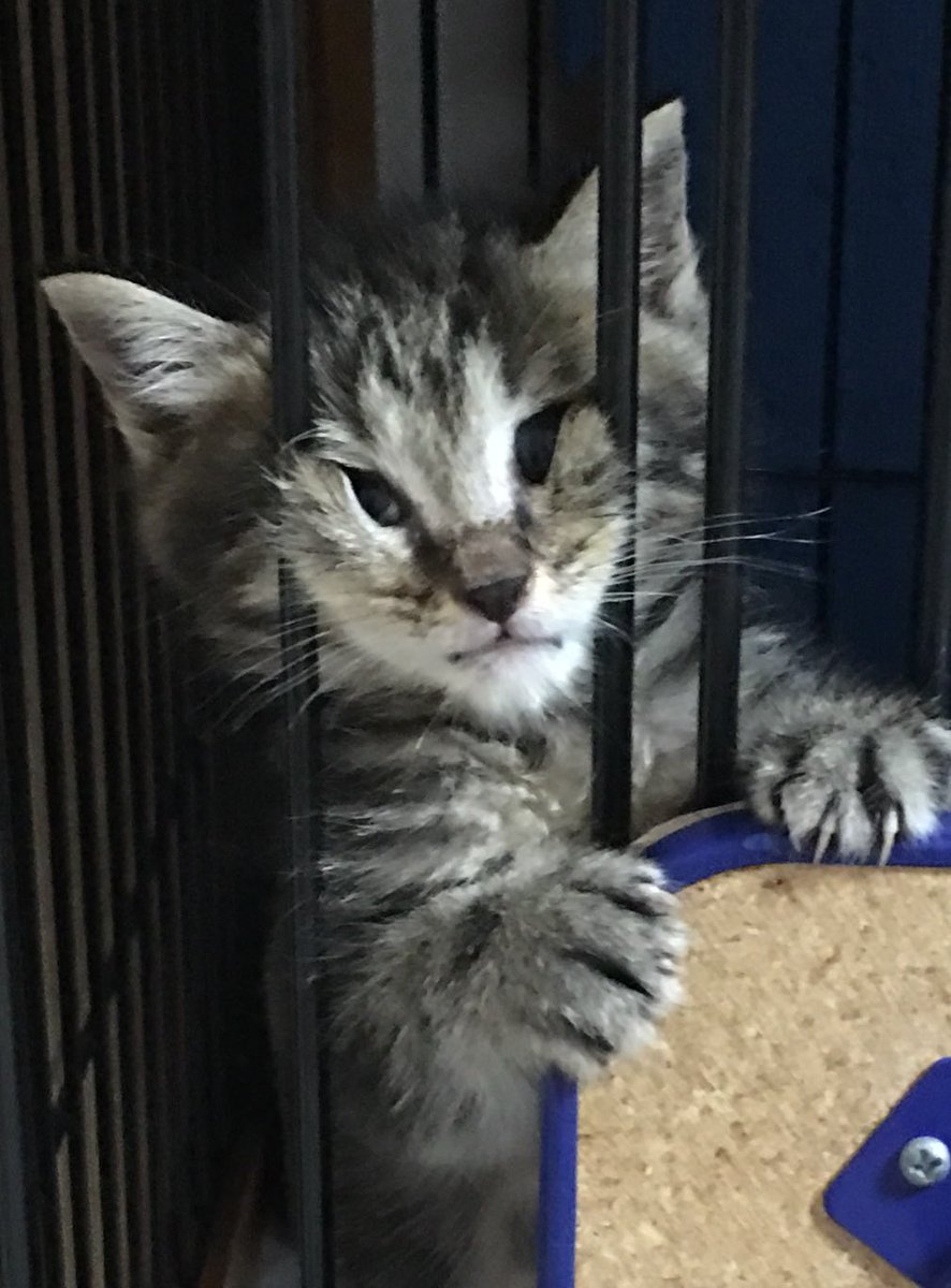 『バズにゃん』イサムくん／ハマジさん2