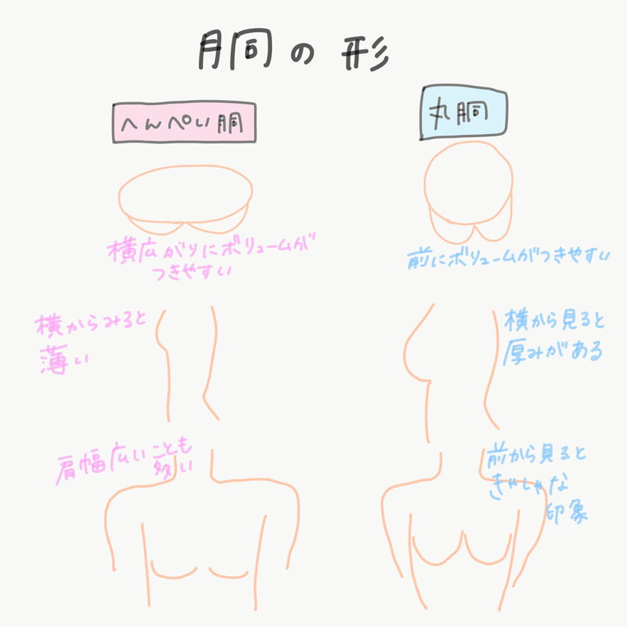 バストサイズ　胴の形