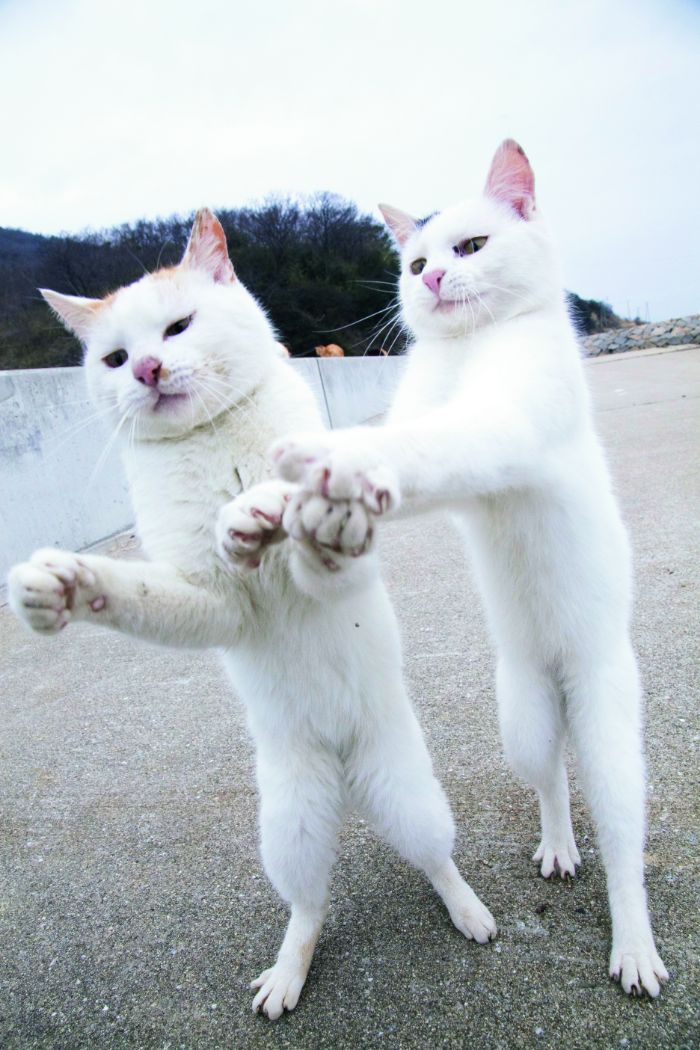 山本正義著『立ち猫』（ナツメ社）