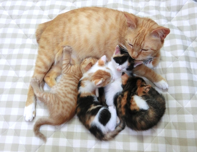 猫の親子
