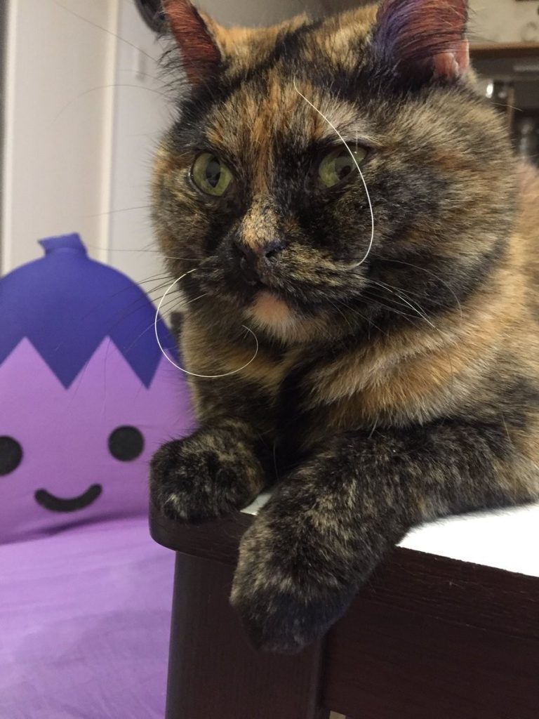 サルバドール・ダリにゃん