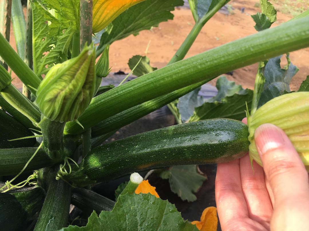 ズッキーニを収穫！
