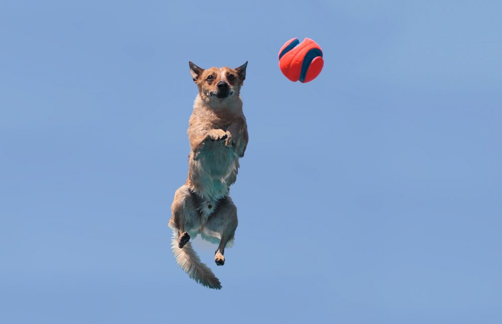 ハヌル（空）ショットの犬