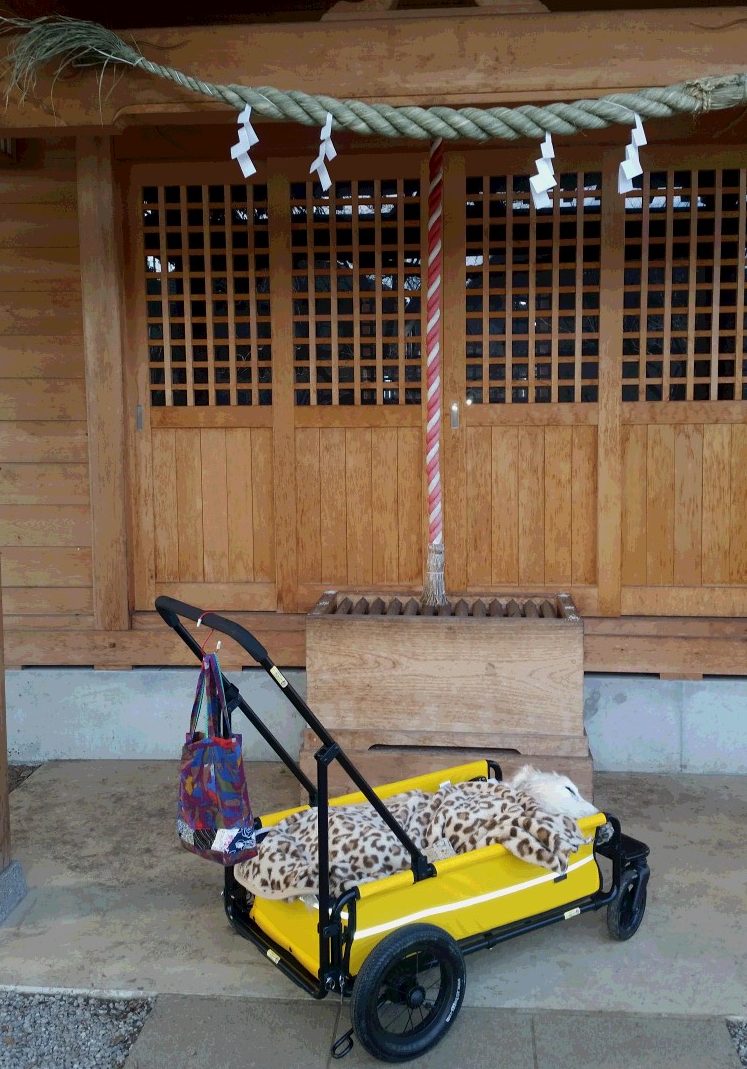 お正月、神社にお参り　ケフィ