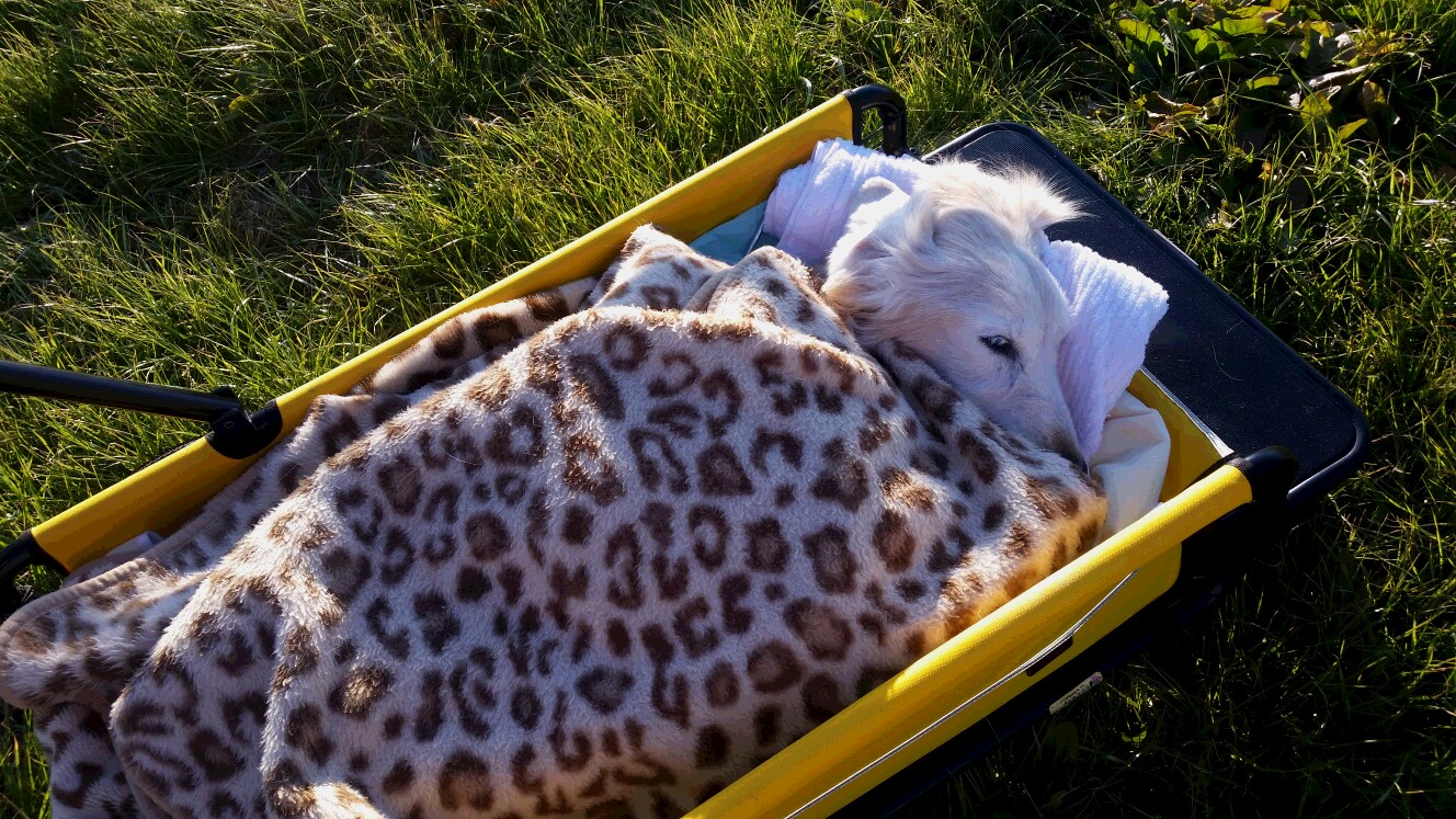 桜の道で　ケフィ