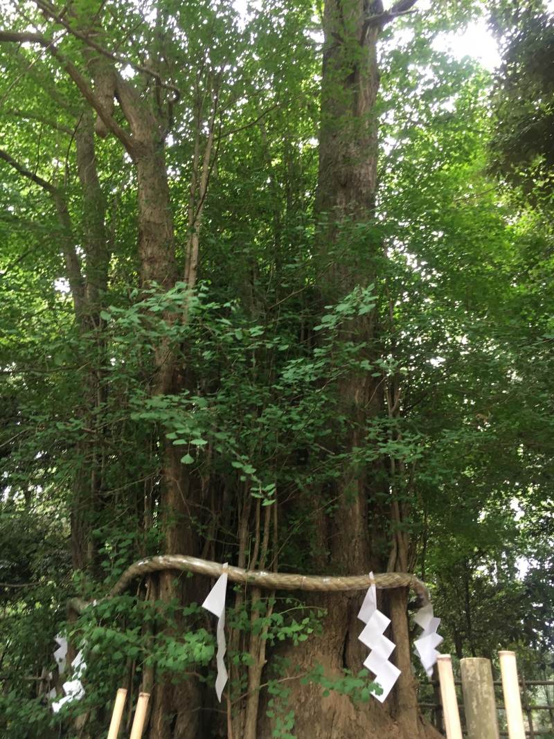 ご神木