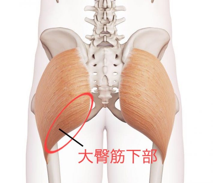 大殿筋下部の図