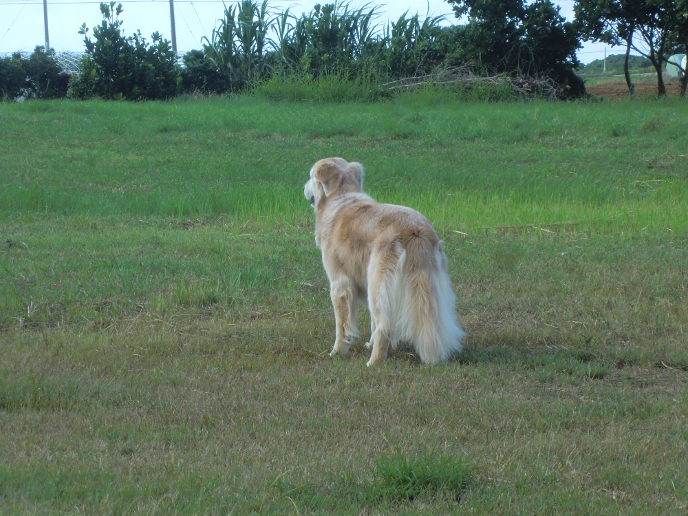 風を感じる　木附さんが16年間一緒に暮らした、ゴールデン・レトリーバーの「ケフィ」