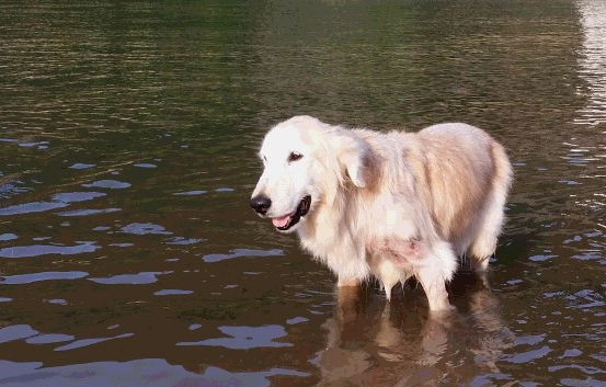 水につかって喜ぶケフィ　木附さんが16年間一緒に暮らした、ゴールデン・レトリーバーの「ケフィ」