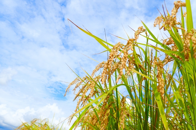 稲穂