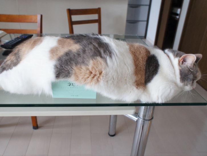 ティッシュ箱がクッションな猫（梅丸ちゃん）