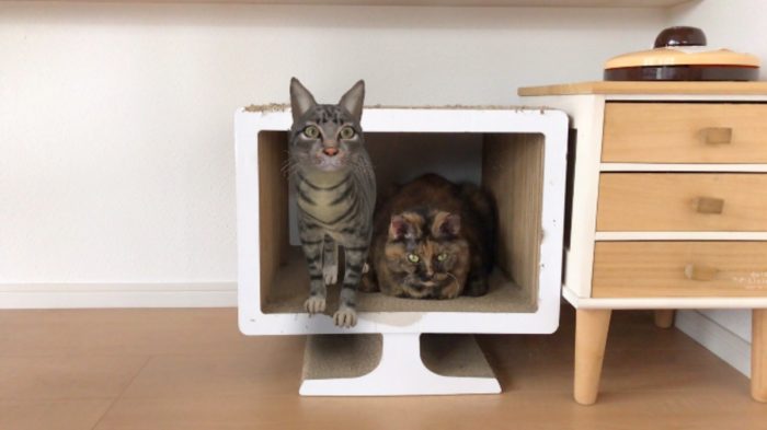 Googleネコ　ARキジトラと猫本物