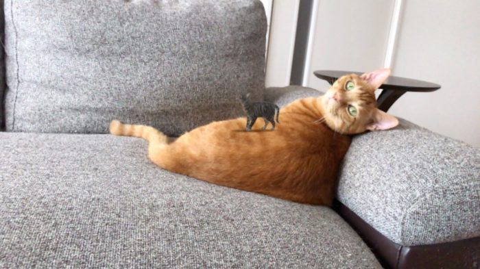 Googleネコ　ARキジトラと猫本物