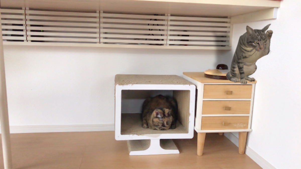 Googleネコ　ARキジトラと猫本物