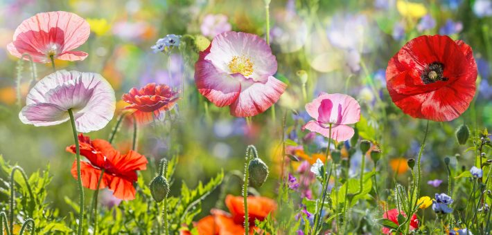 親子関係がうまくいくAV関係者の家庭の特徴