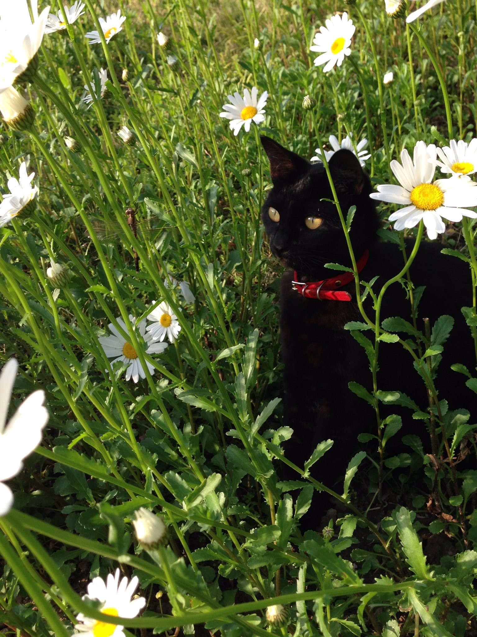 チベットスナギツネ　猫　野田さん宅のノンくん　マロンちゃん