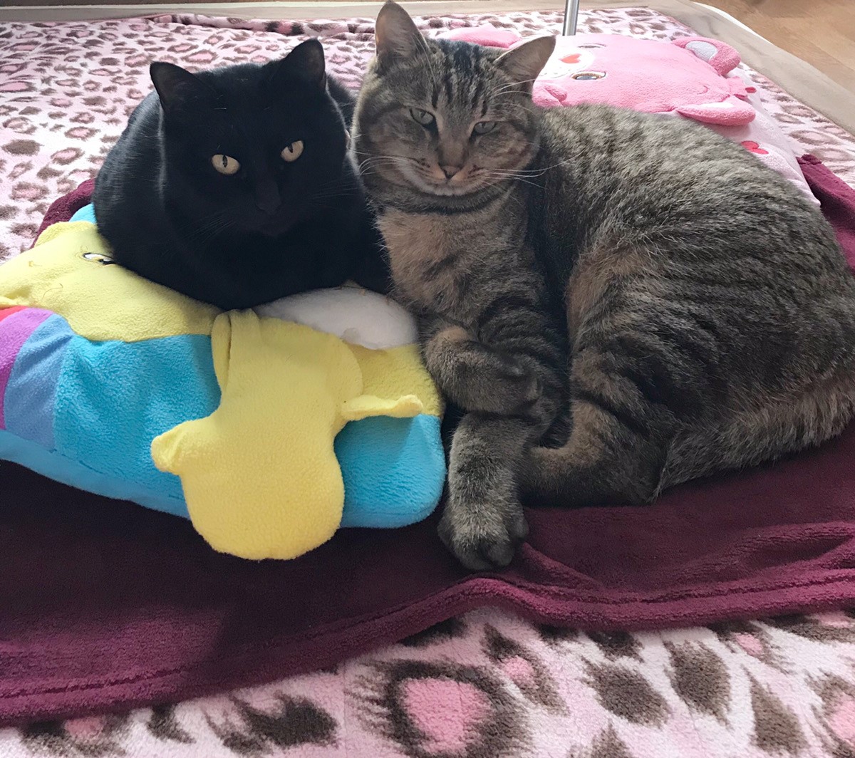 チベットスナギツネ　猫　野田さん宅のノンくん　マロンちゃん