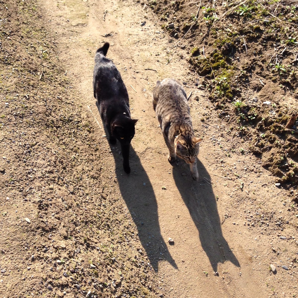 チベットスナギツネ　猫　野田さん宅のノンくん　マロンちゃん