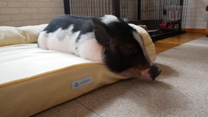 大人のマイクロブタ