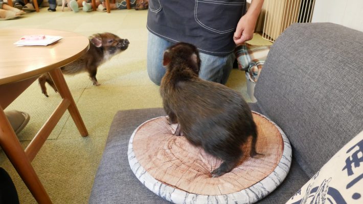 衝動買いができない仕組みに