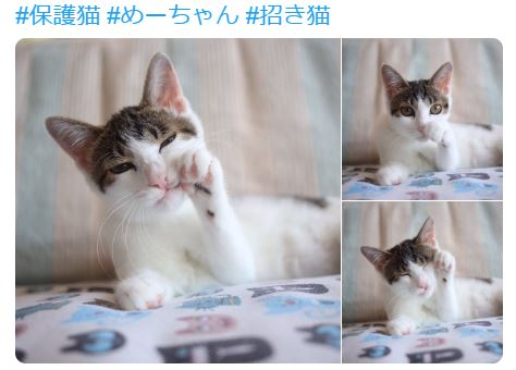 猫カフェ&ギャラリー「GATO」（山口県・山口市）の看板猫エキゾチックショートヘアのガトーくん