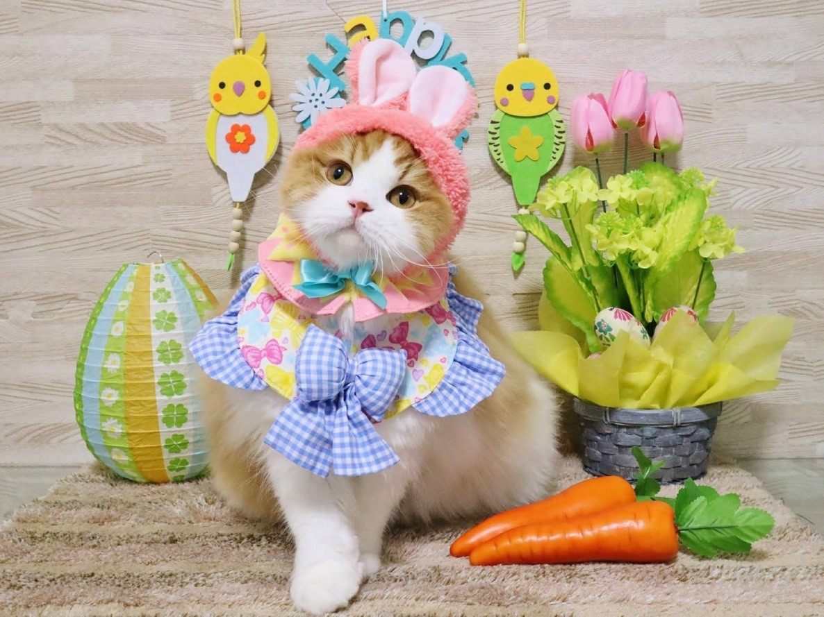 @chachamaru_0909さん宅の茶々丸くん（スコティッシュフォールド）