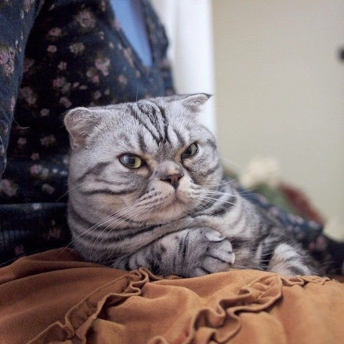 漫画家・イラストレータとして活躍するTaco（@taco_emonemon）さんの愛猫・ししまるくん