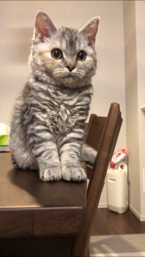 マズル　猫　たじま（@tajimaxam）さんの愛猫はるえちゃん（5ヶ月）