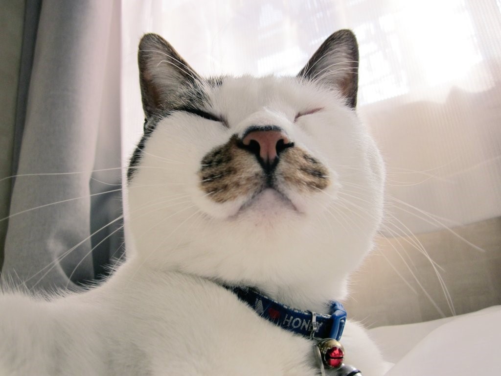 マズル　猫　あぁ猫（@tokopoko2）さんの愛猫サンタくん（9歳）