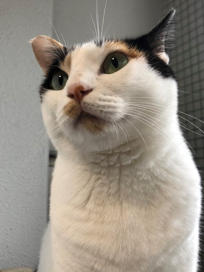 マズル　猫　@ygku19さんの愛猫わさびちゃん（4歳）