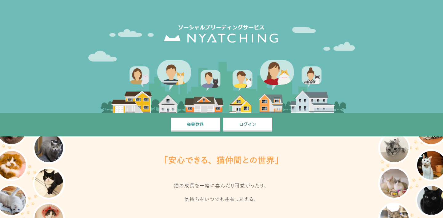 @chachamaru_0909さん宅の茶々丸くん（スコティッシュフォールド）