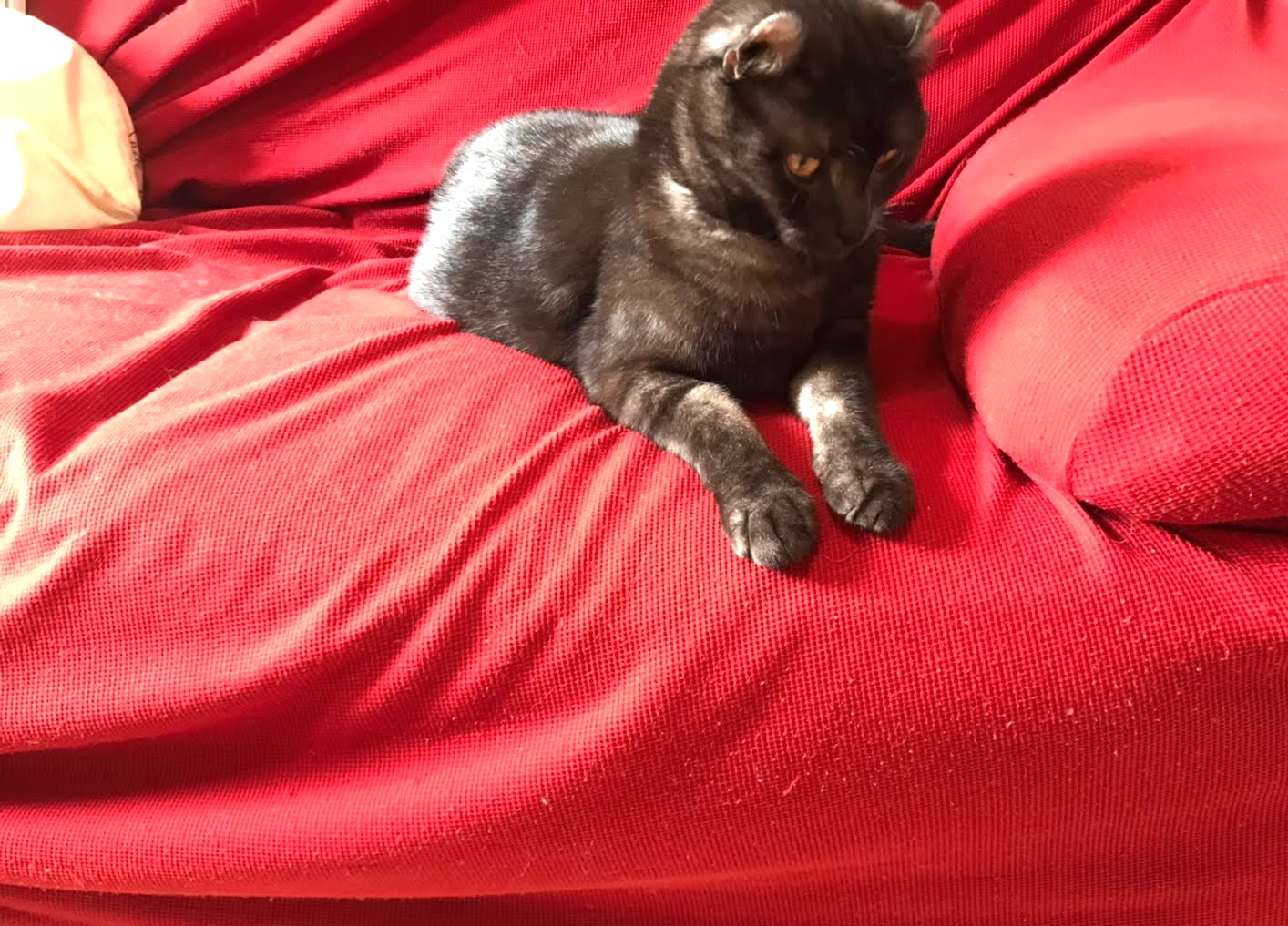 TESCOM「毛玉クリーナー【毛だまトレタ】／KD501」(2,178円)